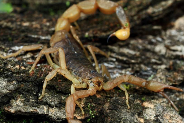 <b>蝎子养殖之种蝎的投放密度多大合适，如何控制</b>