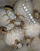 <b>六个养殖蝎子的小窍门养蝎子注意的事项</b>