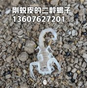 <b>中国较大的蝎子养殖基地视频</b>