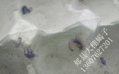<b>最新蝎子养殖论坛技术蝎子吃了蝇蛆会得病吗？</b>