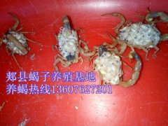 <b>今天野生食用蝎子养殖市场价格查询表饲养蝎子多少钱一斤</b>