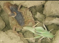<b>自然养殖蝎子，野生蝎子养殖方法技术蝎子养殖视频</b>