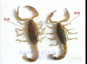 <b>蝎子怎么分公母?野生蝎子和养殖的家养蝎子有什么区别？</b>