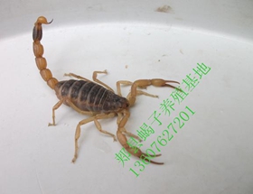 <b>怀孕母蝎子怎么饲养，孕蝎子的养殖技术，新手养殖蝎子常识</b>