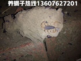 <b>蝎子养殖基地养蝎子都卖给安徽亳州药材市场是骗局</b>