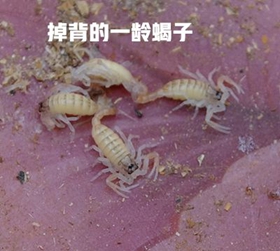 <b>蝎子生病原因，哪种蝎子养殖模式更好些？</b>