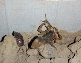 <b>蝎子养殖技术培训资料，怎么养殖蝎子</b>