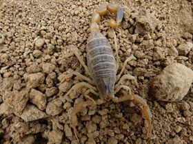 <b>蝎子吃什么怎么喂蝎子食物蝎子养殖技术指导</b>