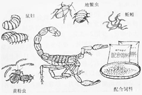 <b>蝎子养殖技术二龄蝎子和母蝎分开后，母蝎的食量如何</b>