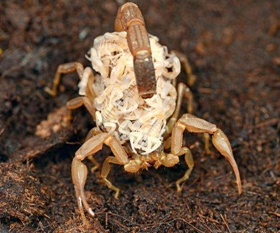 <b>最新蝎子养殖技术技巧介绍养殖蝎子，如何引种</b>