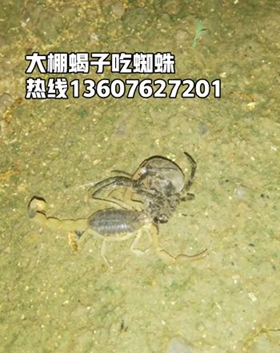 <b>家养品种的蝎子就是家养蝎子，是专门用于人工养殖用的蝎子</b>