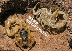 <b>蝎子蜕皮技术之一吃什么食物蝎子才能顺利蜕皮</b>